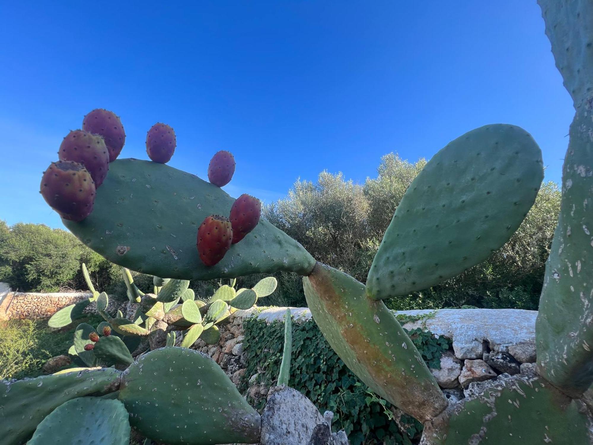 Balear Hotel Ciutadella  Eksteriør bilde